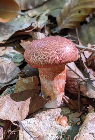 Cortinarius bolaris